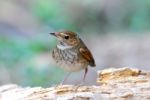 Rufous-tailed Robin Stock Photo