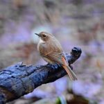 Female Grey Bushchat Stock Photo