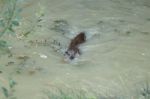 Eurasian Otter (lutra Lutra) Stock Photo