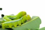 Caterpillar Of Butterfly On Leaf Isolated Stock Photo