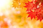 Autumn Maple Leaves Stock Photo