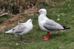 Red-billed Gull (chroicocephalus Scopulinus) Stock Photo