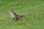 Garden Lizard Stock Photo