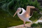 Great White Pelican (pelecanus Onocrotalus) Stock Photo