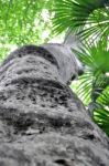 Large Palm Tree - View From Below Stock Photo