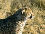 Cheetah In Namibia Stock Photo