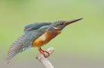 Female Common Kingfisher Stock Photo