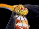 Dragonfly In The Garden Stock Photo