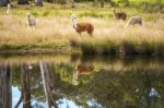 Alpacas In A Field Stock Photo