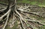 Tree Roots Stock Photo