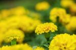 Marigold In Garden With Nature Stock Photo