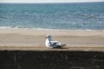 Gull Stock Photo