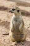 Meerkat Stock Photo