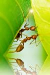 Red Ants Team Work Stock Photo