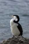 Pied Cormorant (phalacrocorax Varius) Stock Photo