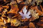 Autumn Leaves Stock Photo