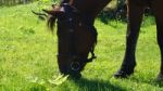 Horse In The Country Side Of Russia Stock Photo