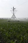 Irrigation Of Corn Field Stock Photo