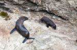 New Zealand Fur Seal (arctocephalus Forsteri) And Pup Stock Photo