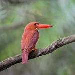 Male Ruddy Kingfisher Stock Photo