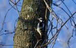 Isolated Image Of A Woodpecker Sitting On A Tree Stock Photo