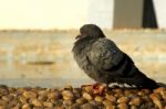 A Black Bird Stock Photo