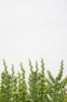 Climbing Ficus Pumila On Wall Stock Photo