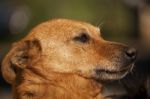 Head Of Dog Stock Photo