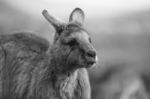 Kangaroo Outside During The Day Stock Photo