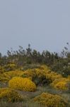 Landscape With Ulex Densus Shrubs Stock Photo