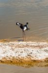 Black Necked Stilt In The Galapagos Stock Photo