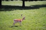 Sika Deer (cervus Nippon) Stock Photo