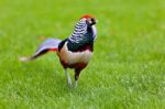 Golden Pheasant Or Chinese Pheasant Stock Photo