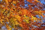 Foliage Of Beech In Autumn Stock Photo