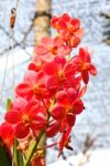 Beautiful Orchid In Garden Stock Photo