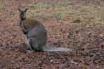 Wallaby Stock Photo