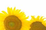 Sunflower Stock Photo