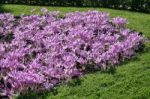 Autumn Crocus ( Colchicum Autumnale) Stock Photo