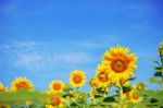 Sunflower With A Blue Sky Stock Photo