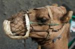 Lanzarote, Canary Islands/spain - August 8 : Caravan Of Camels C Stock Photo