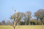 Kestrel Perched On A Dead Tree In West Grinstead Stock Photo