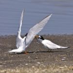 Little Tern Stock Photo