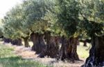 Olive Trees Stock Photo