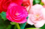 Yellow Begonia Flower In Garden Stock Photo