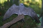 Mississippi Kite Stock Photo