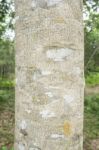 Rubber Tree Bark Closeup Stock Photo