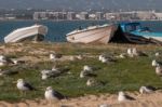 Seagulls In The Seashore Stock Photo