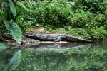 Siamese Crocodile Stock Photo