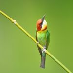 Chestnut-headed Bee-eater Stock Photo