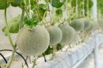 Cantaloupe Melon Growing In A Greenhouse Stock Photo